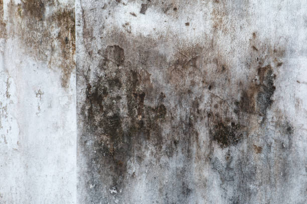 Best Airborne Mold Testing  in Evansville, IN