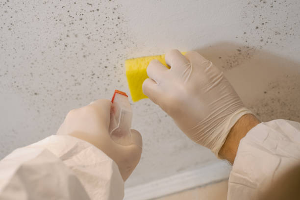 Forensic Mold Investigation in Evansville, IN