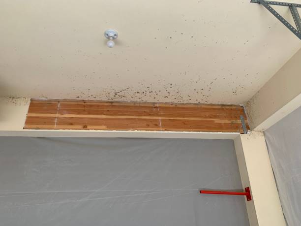 Best Commercial Mold Inspection  in Evansville, IN