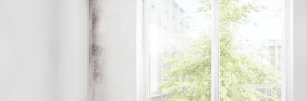 Best Mold Documentation for Insurance Claims  in Evansville, IN