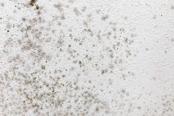 Best Air Quality Testing for Mold Spores  in Evansville, IN
