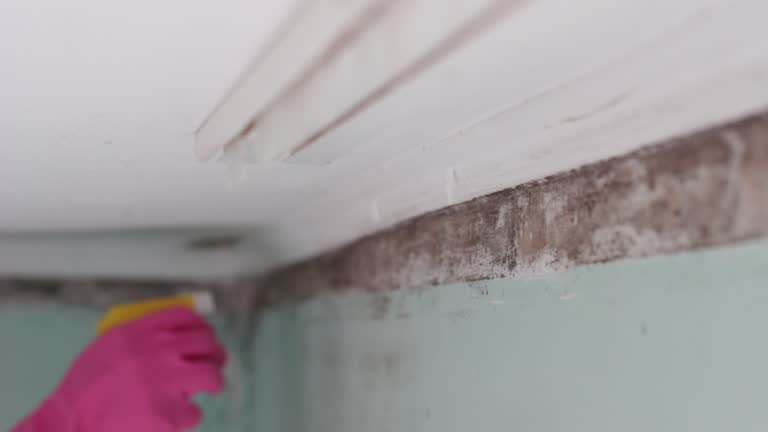 Reliable Evansville, IN Mold Removal Solutions